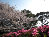 桜とツツジ