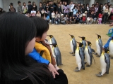 ペンギンを見る親子